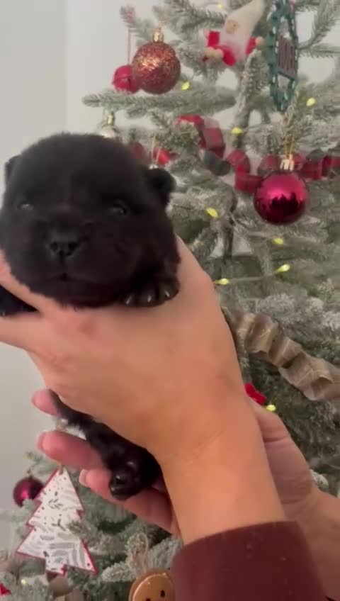 Chow Chow dogs for sale: Chow chow puppies ready to go 20th jan - Video 5