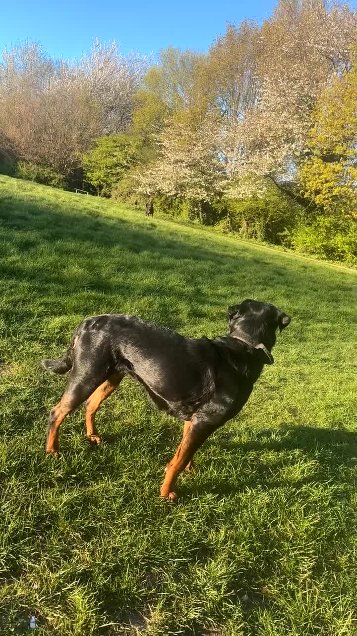 Rottweiler dogs for stud: Looking a female Rottweiler to breed with my male  - Video 1