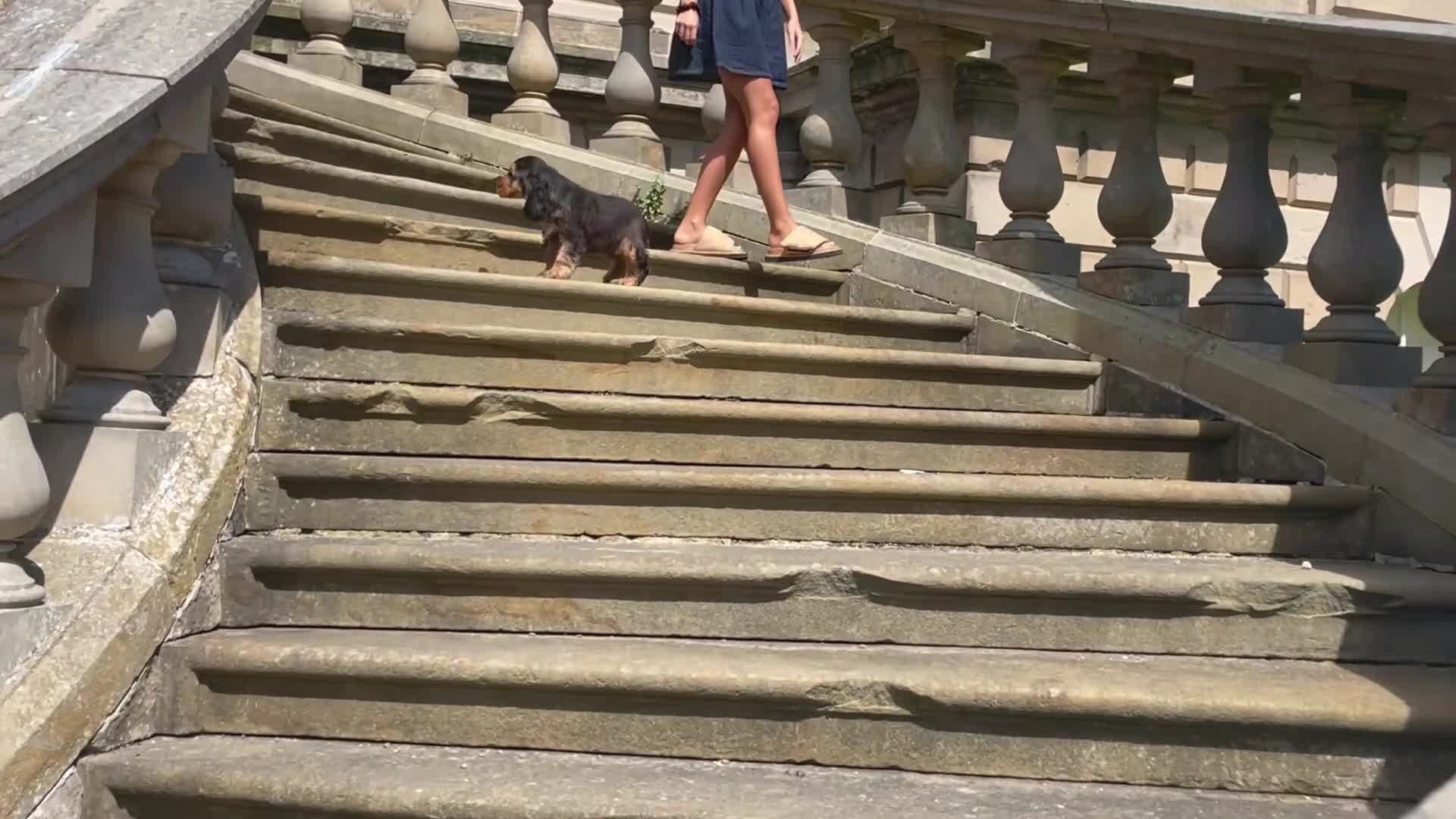 Cocker Spaniel dogs for sale: Show type cocker spaniel  in Banff - Video 2