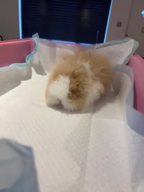 Angora rabbits for sale: Teddy Dwarf - Video 1