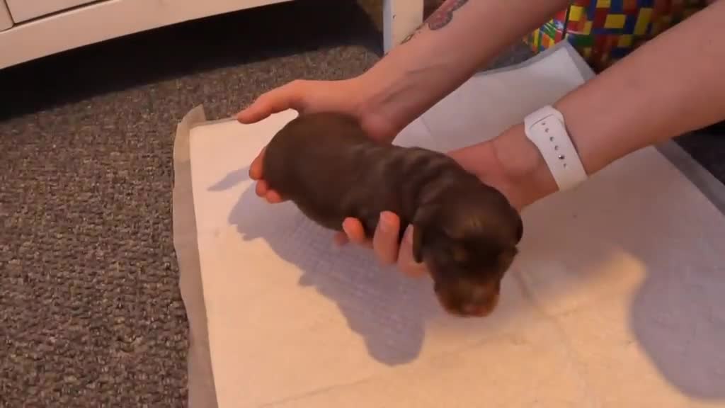 Miniature Dachshund dogs for sale: Beautiful miniature dachshund  in Swansea - Video 4