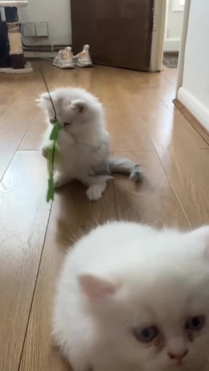 Persian cats for sale: Persian kittens, 1 white/gray girl - Video 2