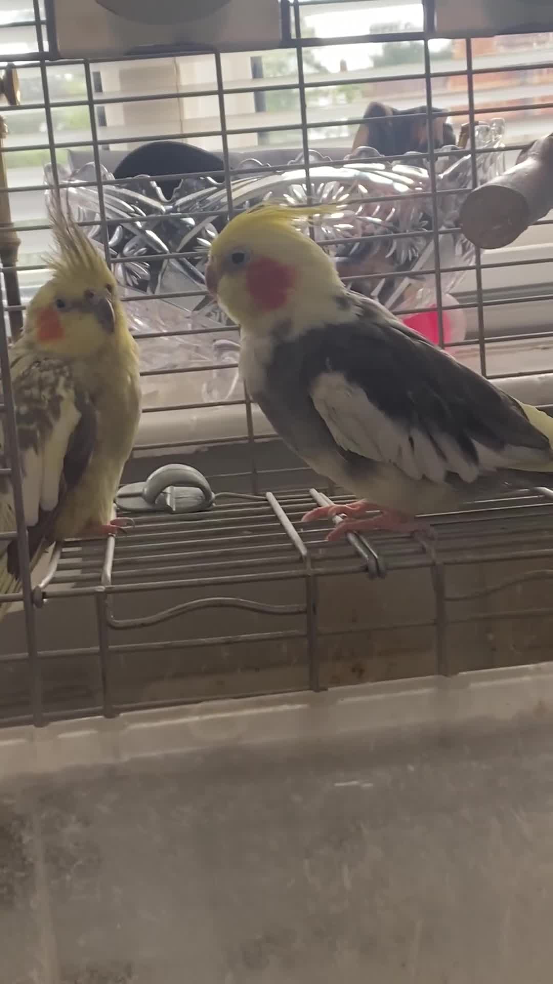 Cockatiels birds for sale: Pair of cockatiels  - Video 1