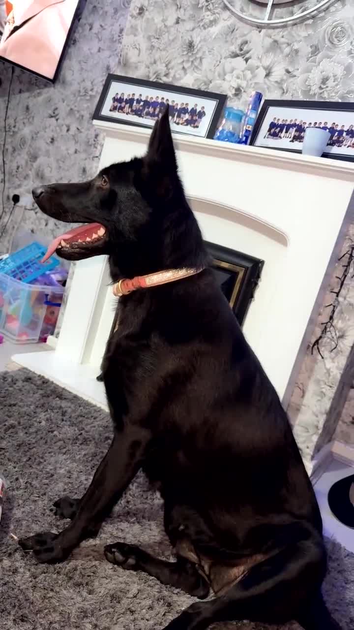German Shepherd dogs for sale: Female German Shepherd - Video 1