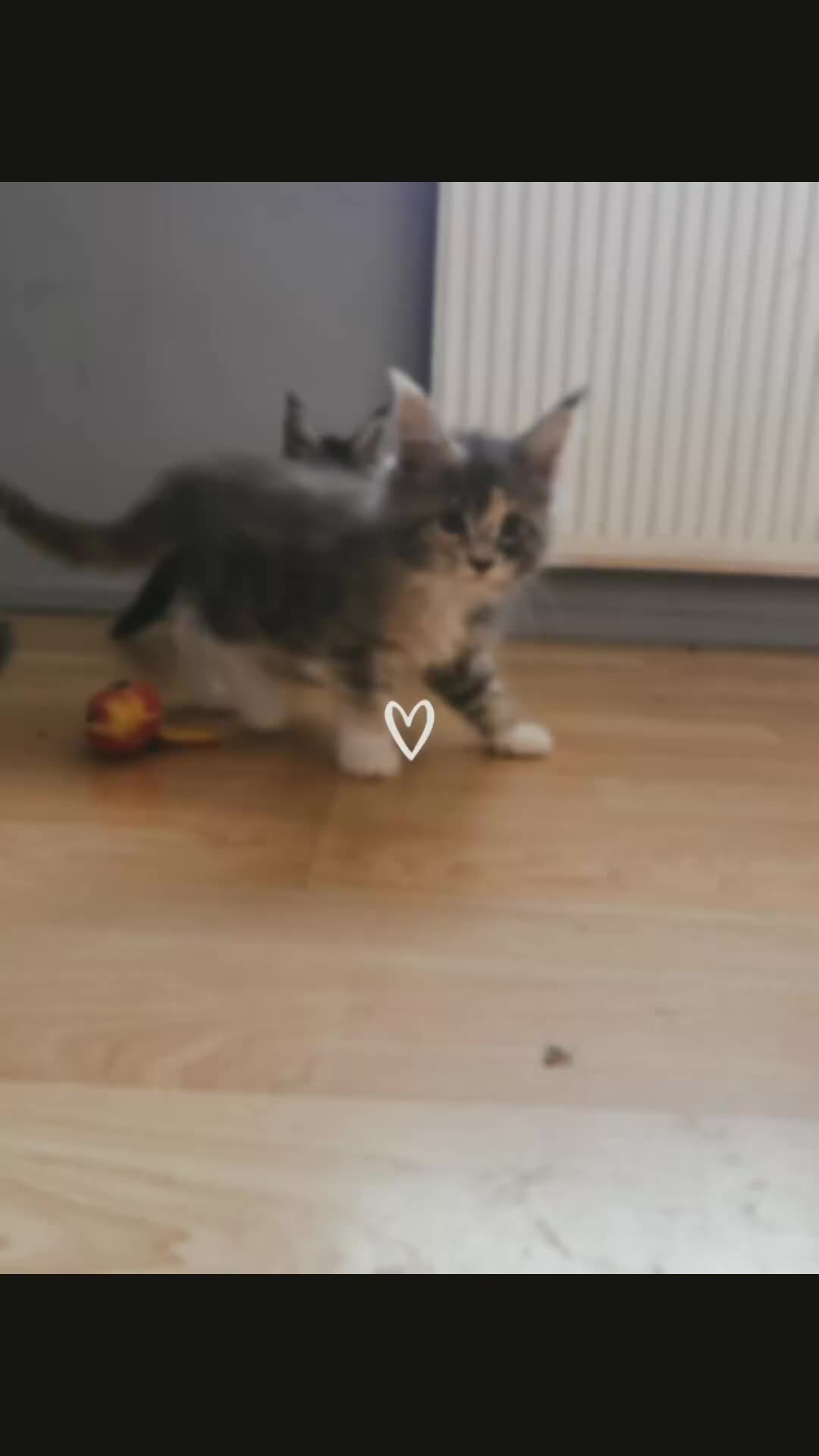 Maine Coon cats for sale: Maine Coon kittens Available!!!! - Video 1
