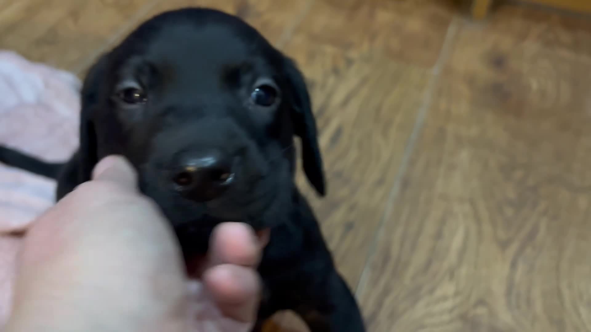 Labrador Retriever dogs for sale: Fully Health Tested Outstanding KC Reg Puppies - Video 2