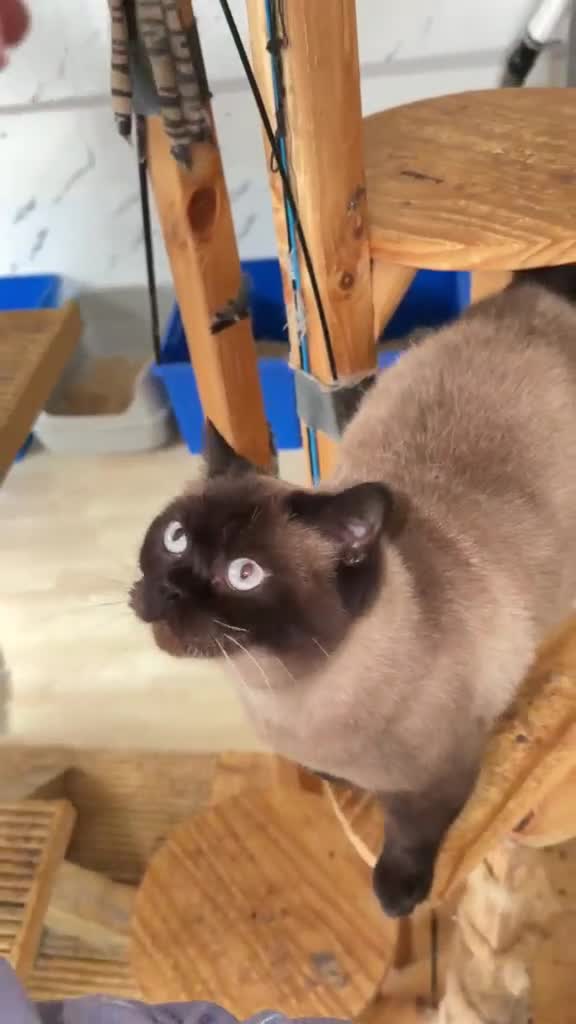 British Shorthair cats for sale: Beautiful colour point looking for forever home  - Video 1