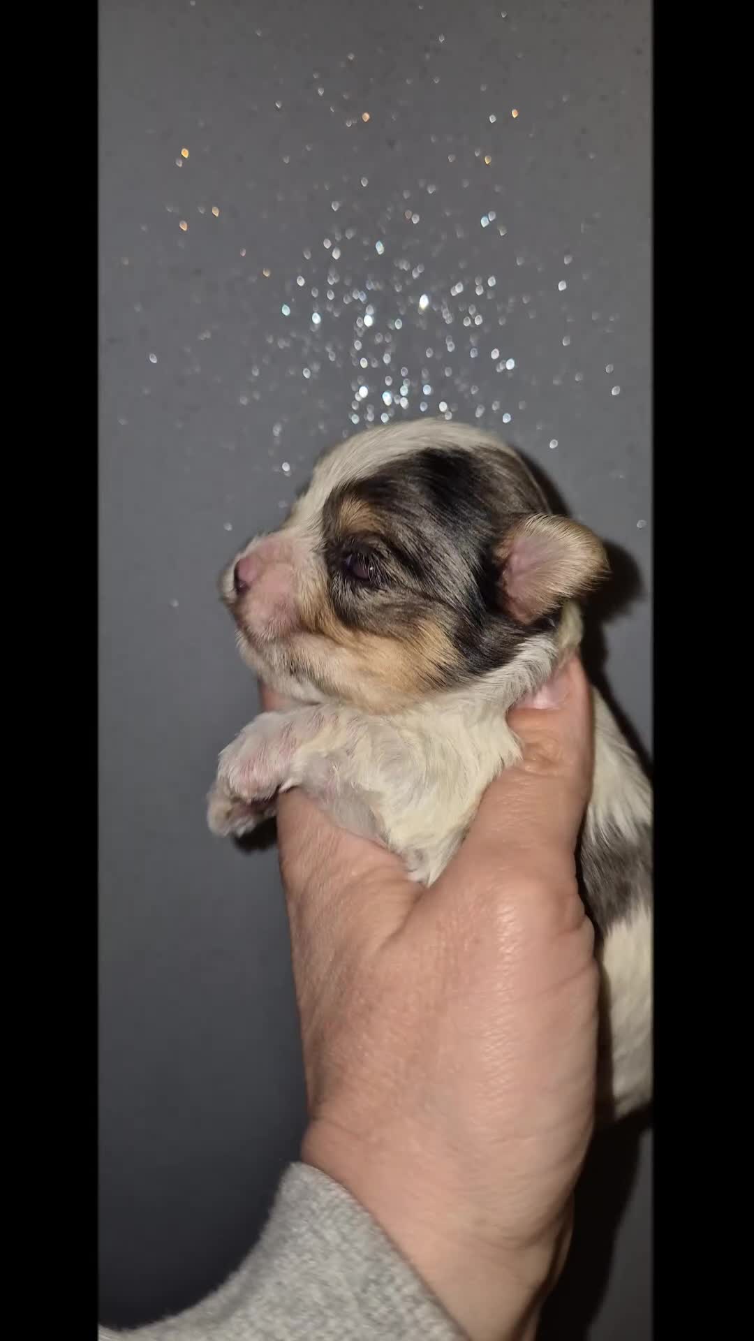 Yorkshire Terrier dogs for sale: Blueberry Yorkshire Terrier male puppies  - Video 1