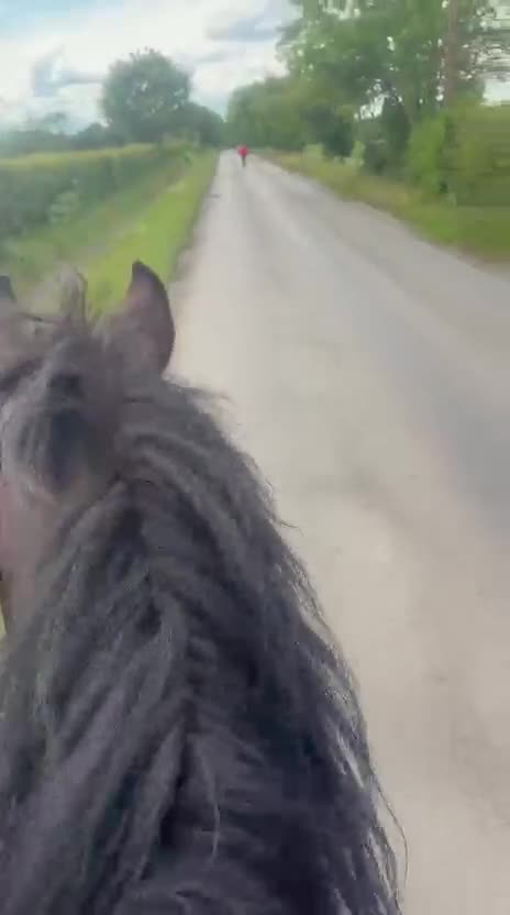 Irish Cob horses for sale: 15.2hh bomb proof hack  - Video 1