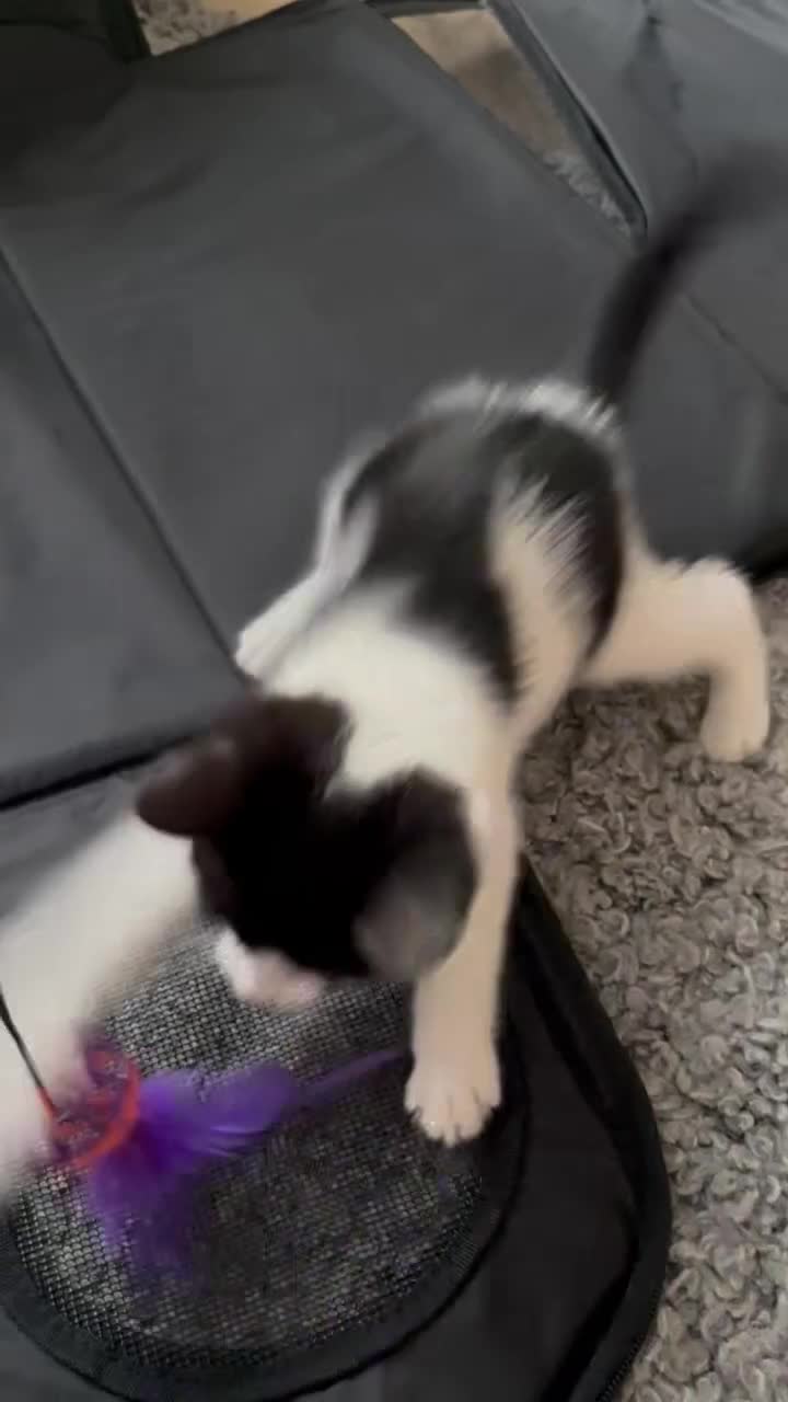 Domestic Shorthair cats for sale: 8week female kitten + all essentials (worth£100+)  in Coventry - Video 1