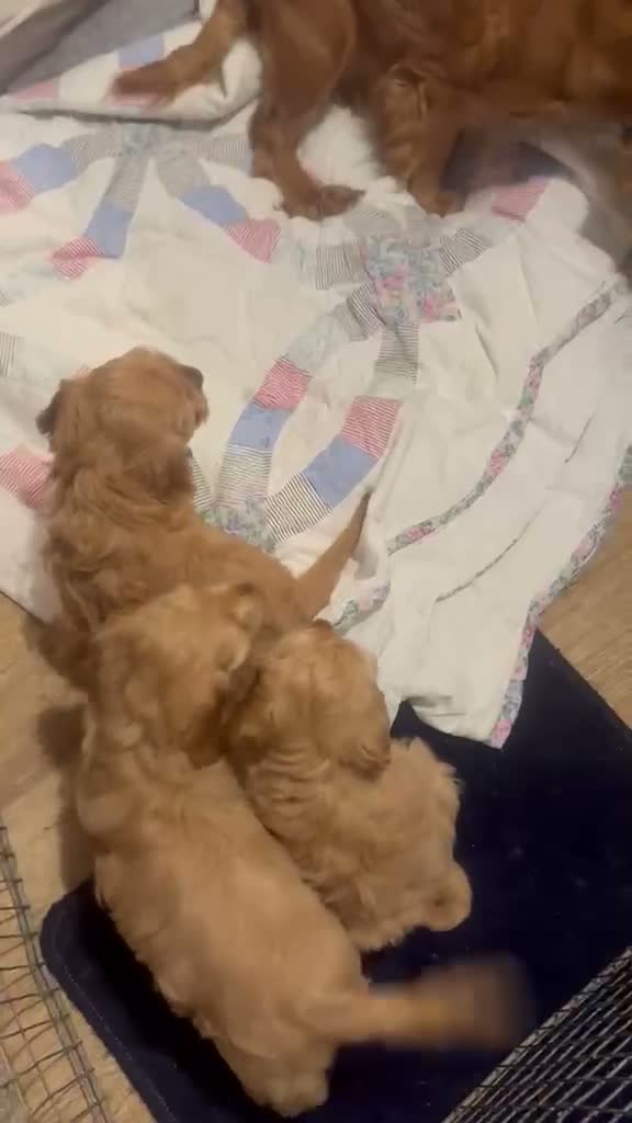 Cockapoo dogs for sale: QUALITY RUBY COCKAPOO PUPPIES - Video 1