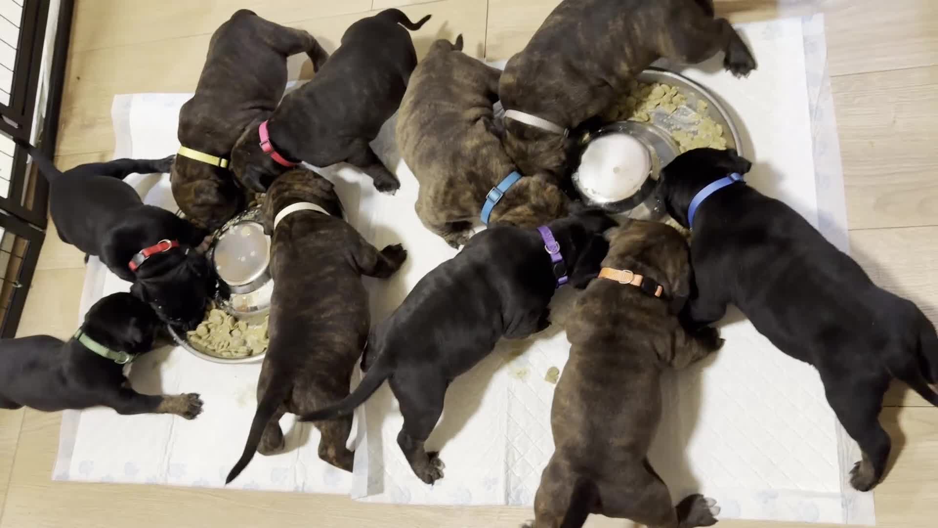 Staffordshire Bull Terrier dogs for sale: Precious Puppies Ready to Join Your Family - Video 1
