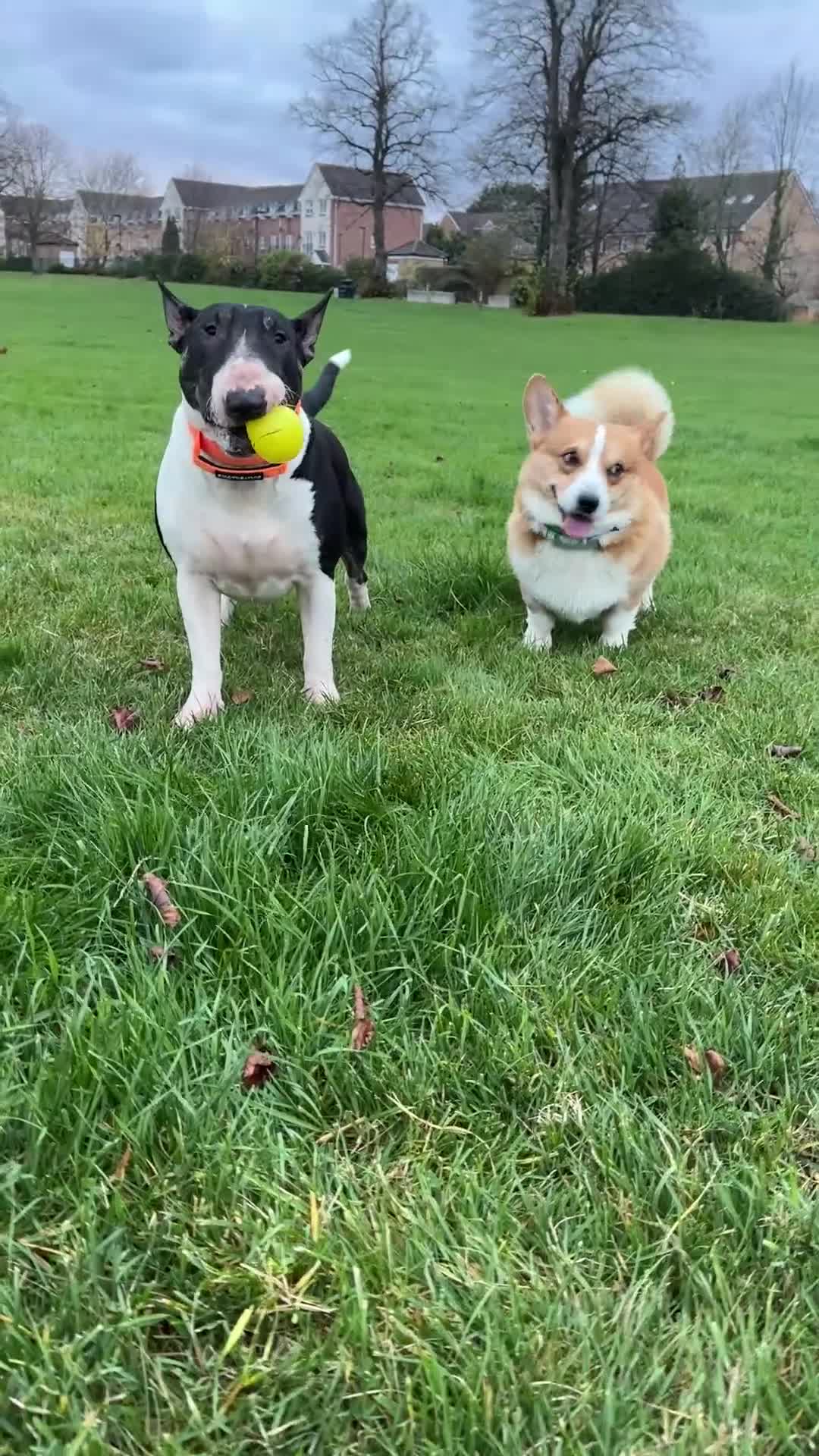 Welsh Corgi Pembroke dogs for stud: KC reg Welsh Pembroke Corgi for stud - Video 2