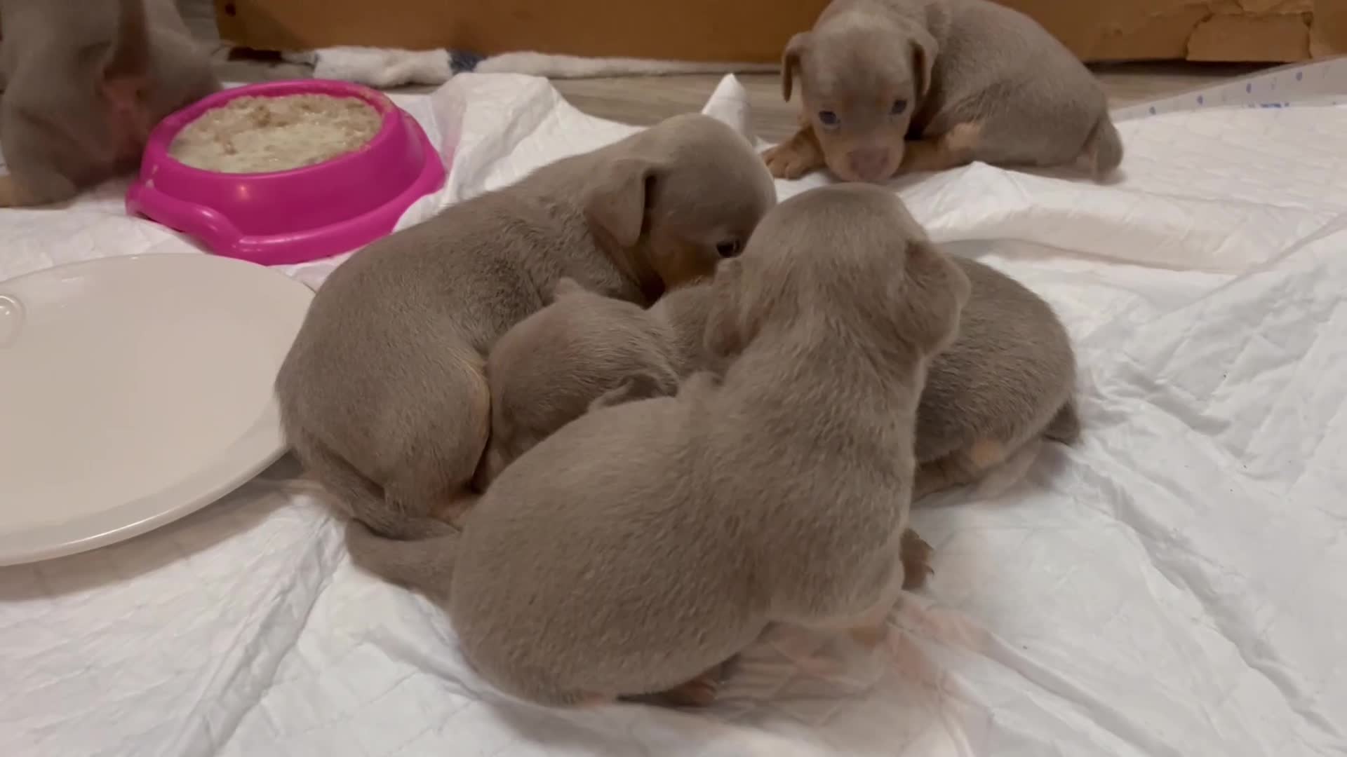 Jack Russell dogs for sale: Ready to leave lilac jack Russell’s  - Video 3