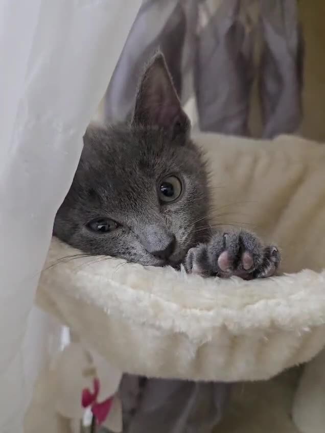 Russian Blue cats for sale: Blue Russian kittens - Video 2