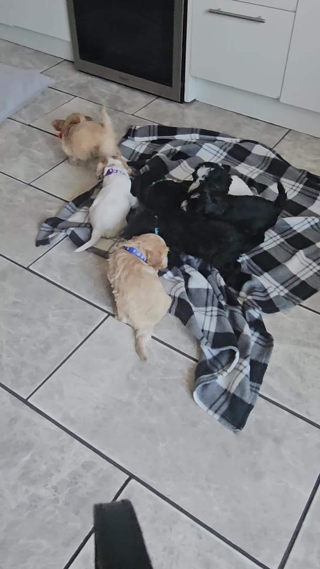 Cockapoo dogs for sale: 7 beautiful little cockerpoo puppies 🐶🐶 - Video 1