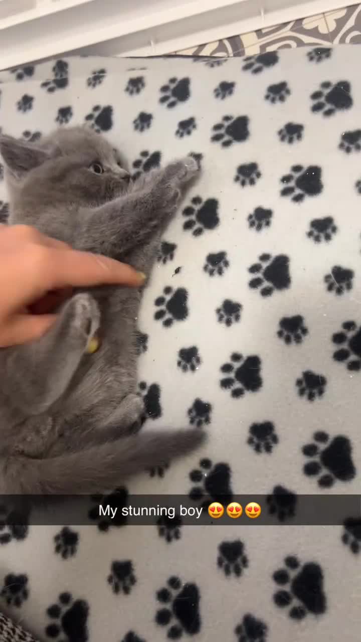 British Shorthair cats for sale: British Shorthair Cross - Video 1