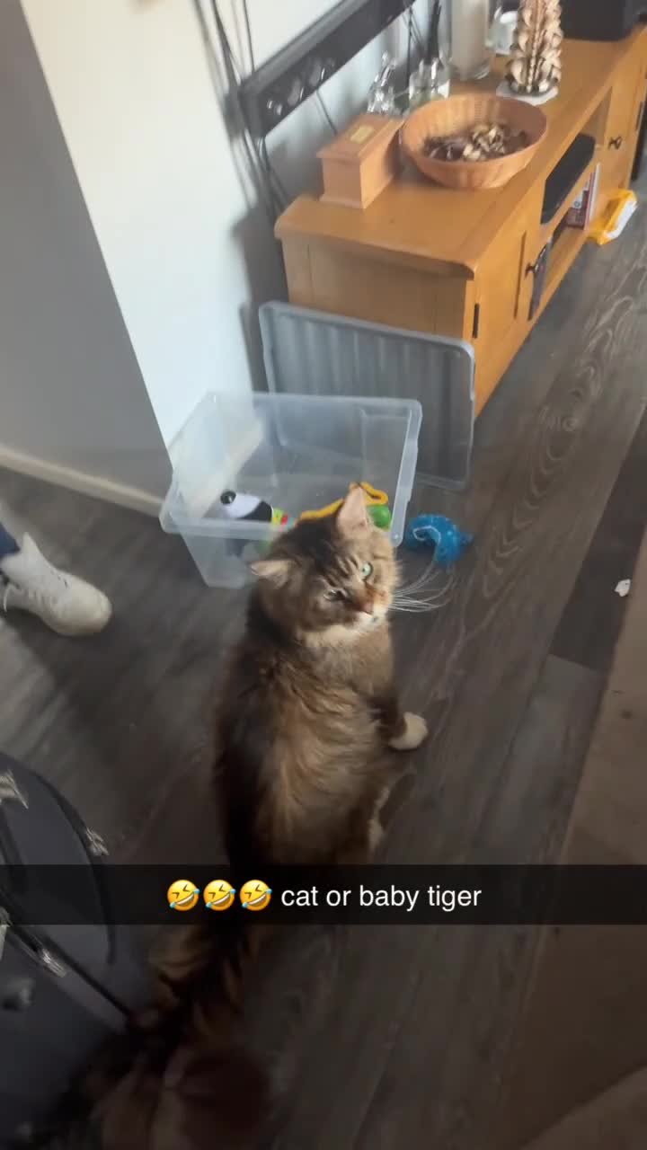 Maine Coon cats for sale: Male Maine coon  - Video 1