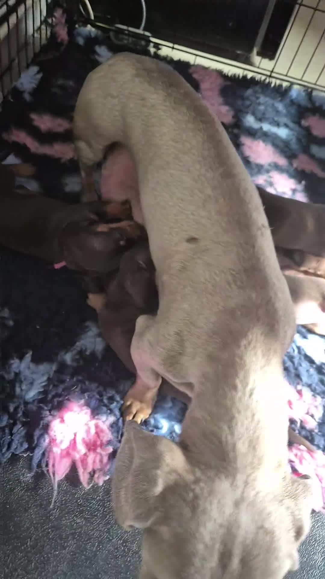 Miniature Dachshund dogs for sale: Miniature dashaund chocolate&tan male  - Video 2