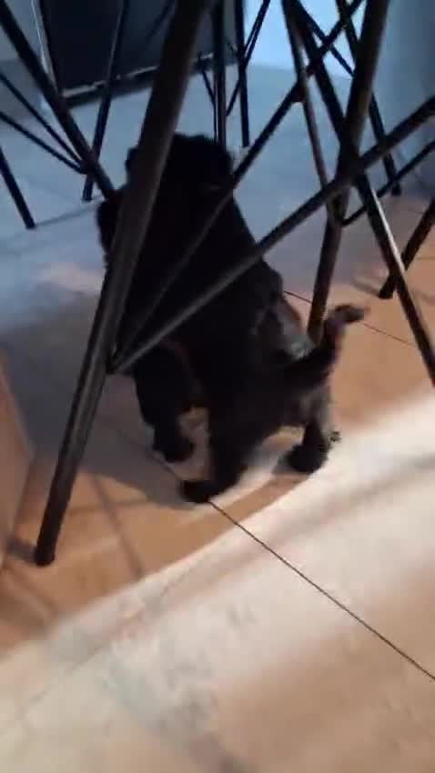 Yorkiepoo dogs for sale: Yorkiepoos  - Video 1