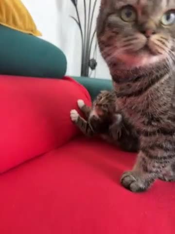 Mixed Breed cats for sale: Scottish fold mixed breed - Video 3