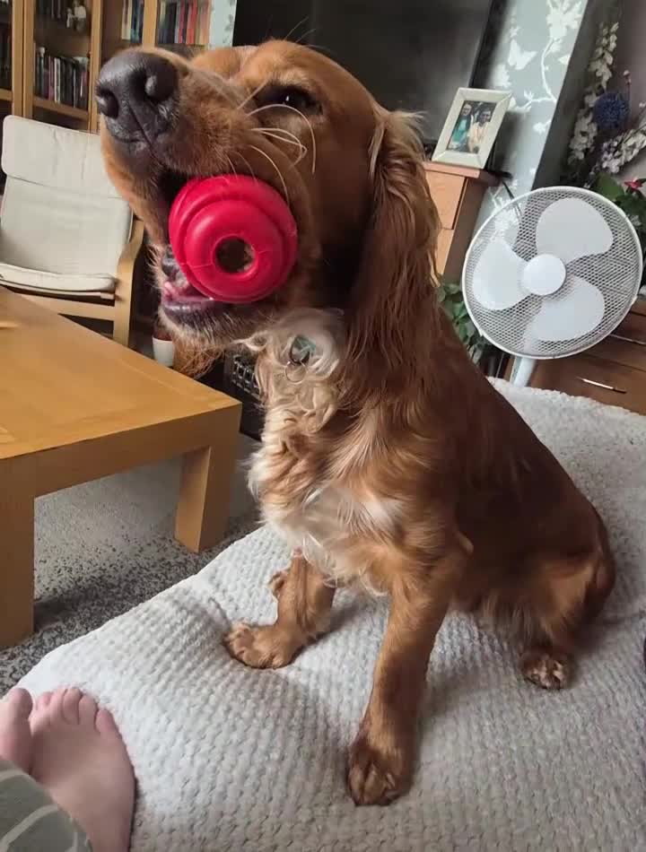 Cocker Spaniel dogs for stud: Cocker spaniel for stud  - Video 1