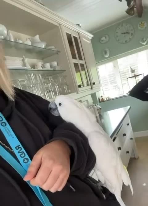 Cockatoo birds for sale: Pure white cockatoo female   in Beckermet - Video 1