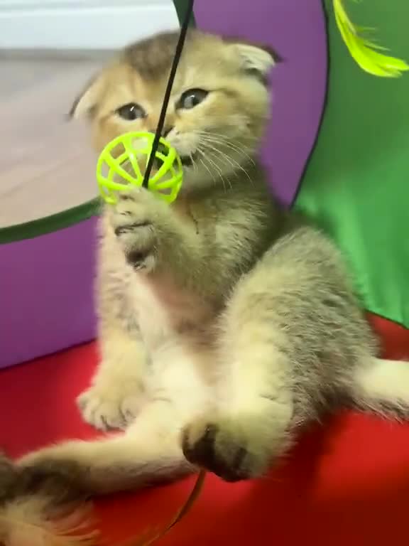 British Shorthair cats for sale: ADORABLE KITTENS  - Video 1