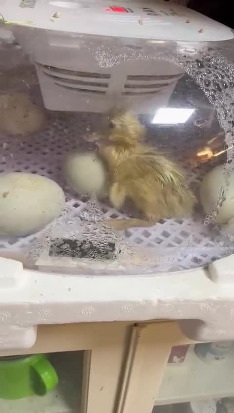 Ducks poultry for sale: Magpie ducklings x 4  - Video 2