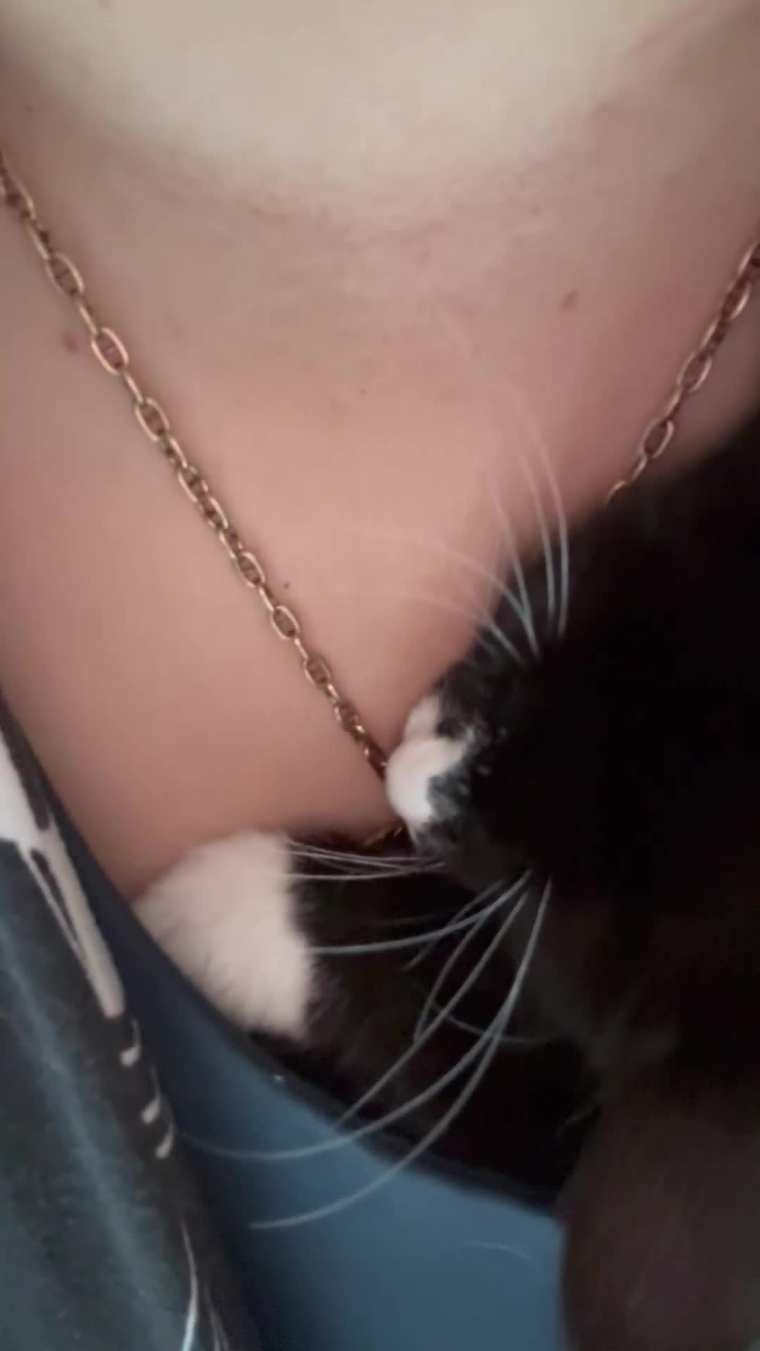 Mixed Breed cats for sale: Buddie is looking for a forever home - Video 4