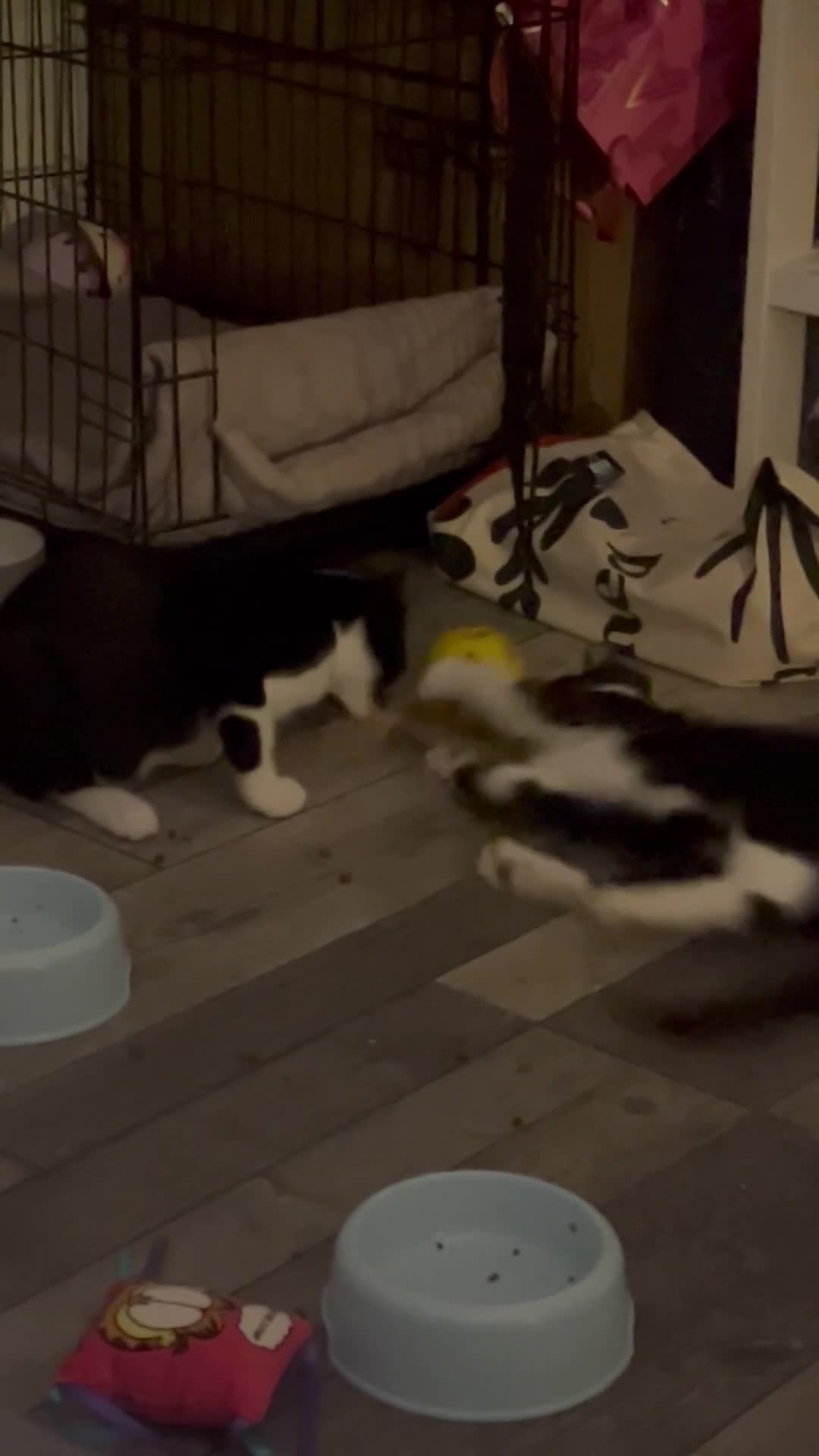 Mixed Breed cats for sale: 3 cuddly kittens for rehome - Video 1