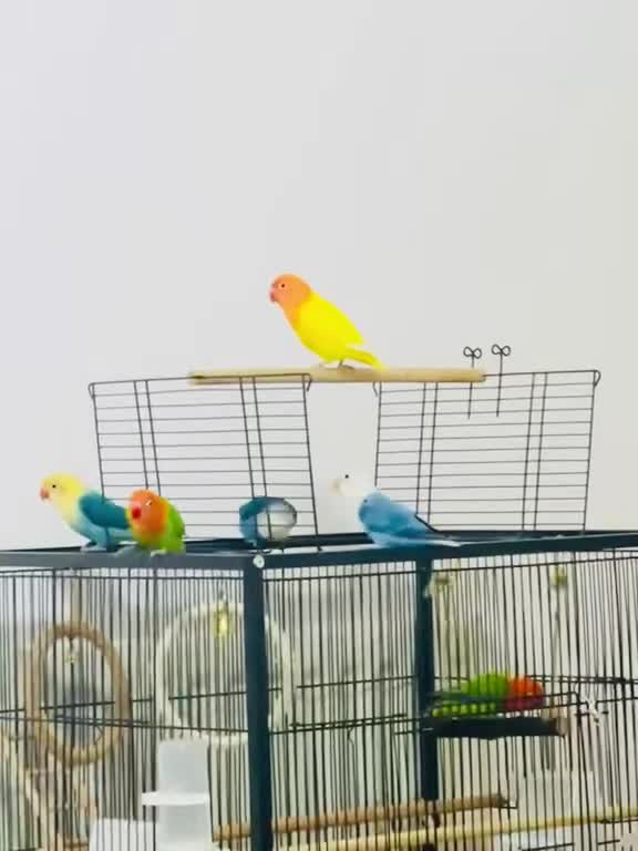 Lovebirds birds for sale: Beautiful Opaline Lovebirds  - Video 2