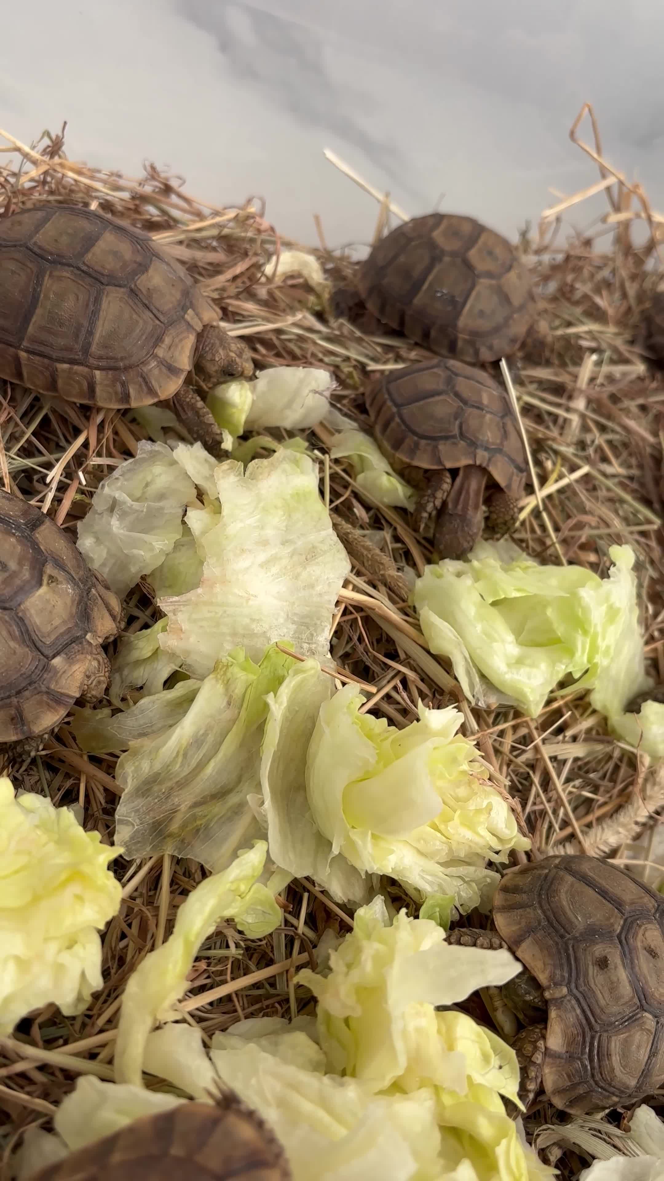 Tortoise reptiles for sale: Tortoise - Video 1
