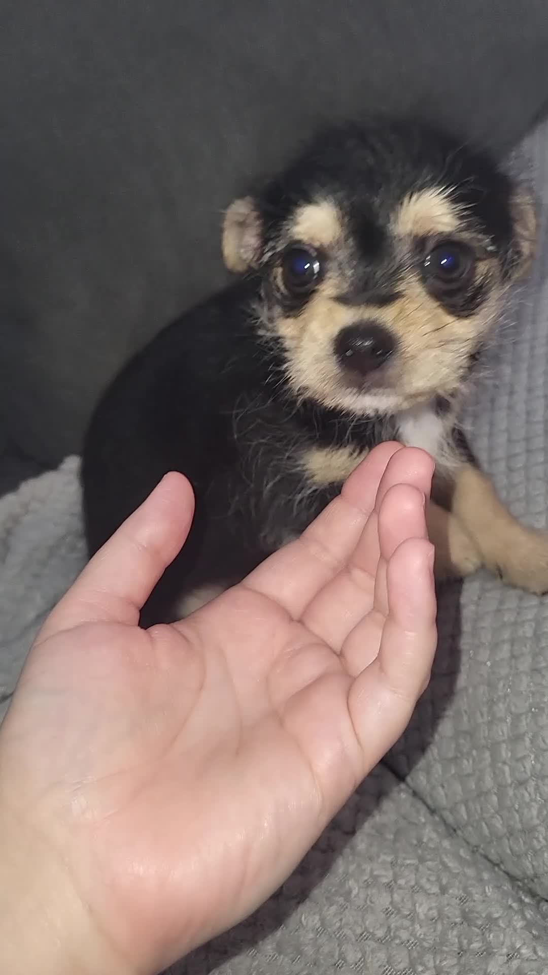 Mixed Breed dogs for sale: Jack russel cross pomeranian puppies  - Video 1