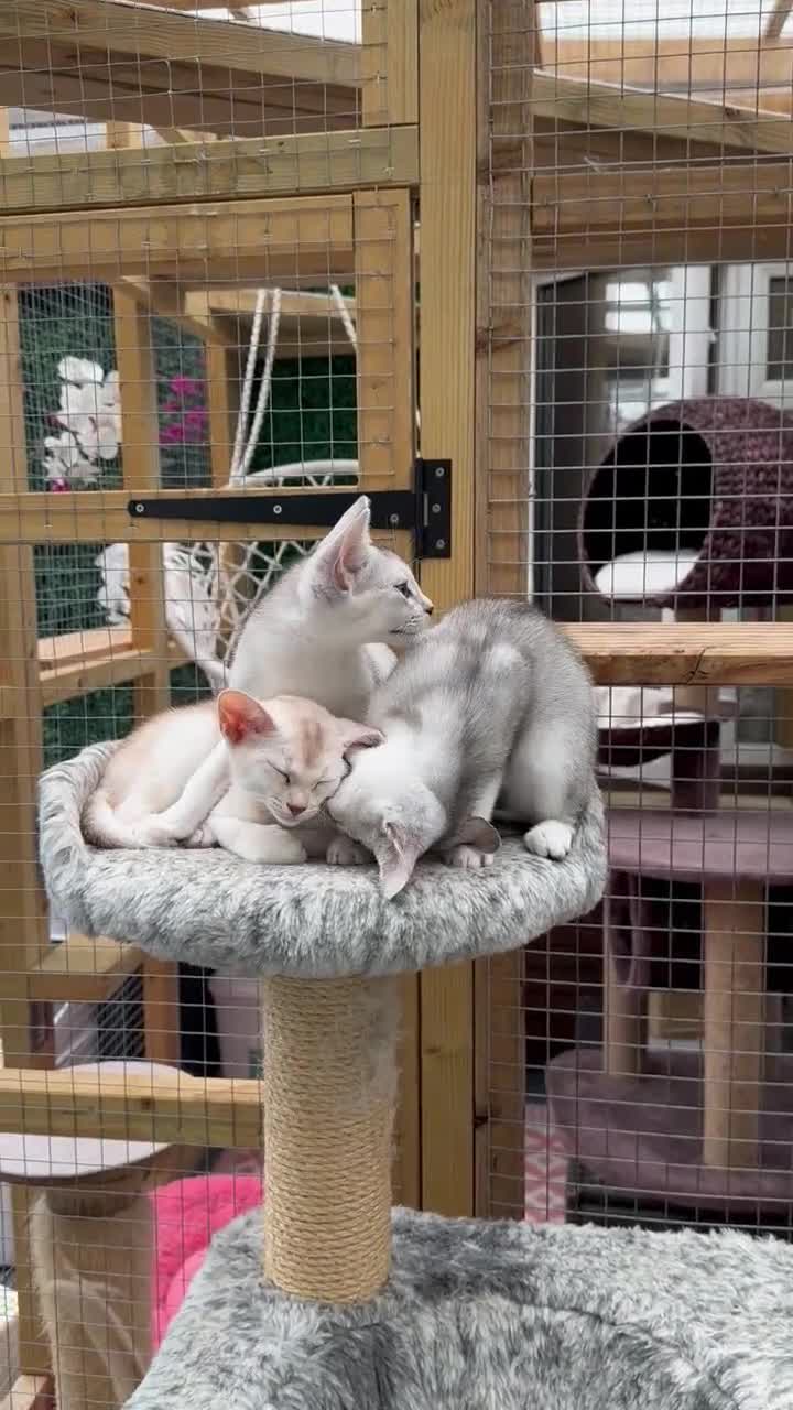 Abyssinian cats for sale: Pedigree Silver Abyssinian kittens - Video 2