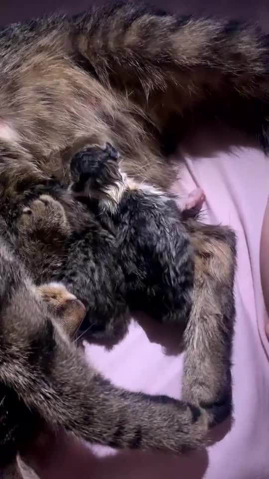 Mixed Breed cats for sale: 2 beautiful tabby girls and 1 Black & white Boy - Video 2