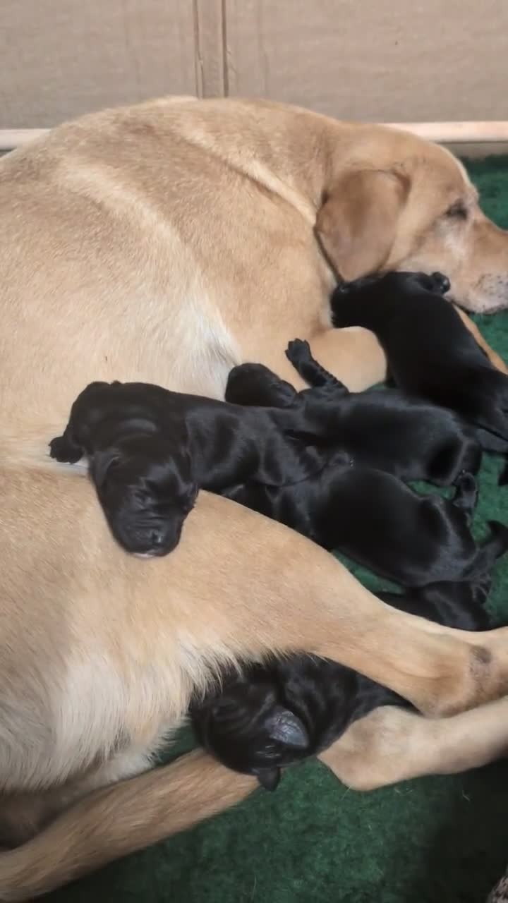 Springador dogs for sale: Springador puppies  - Video 1