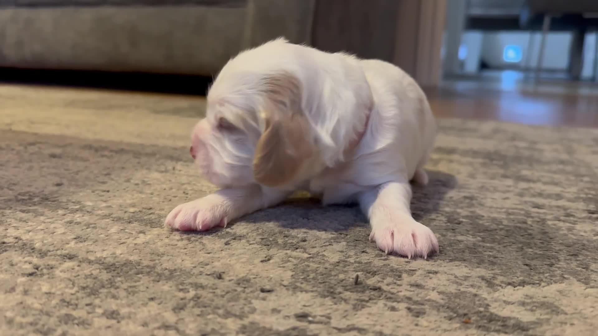 Cockapoo dogs for sale: Gorgeous F2B Cockapoo puppies  - Video 4