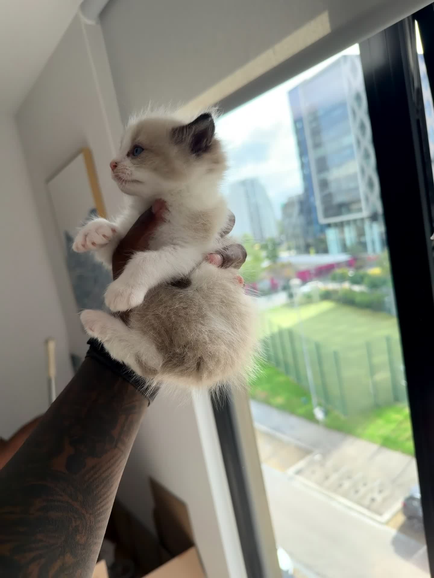Ragdoll cats for sale: Stunning Purebred Ragdoll Kittens - Video 1