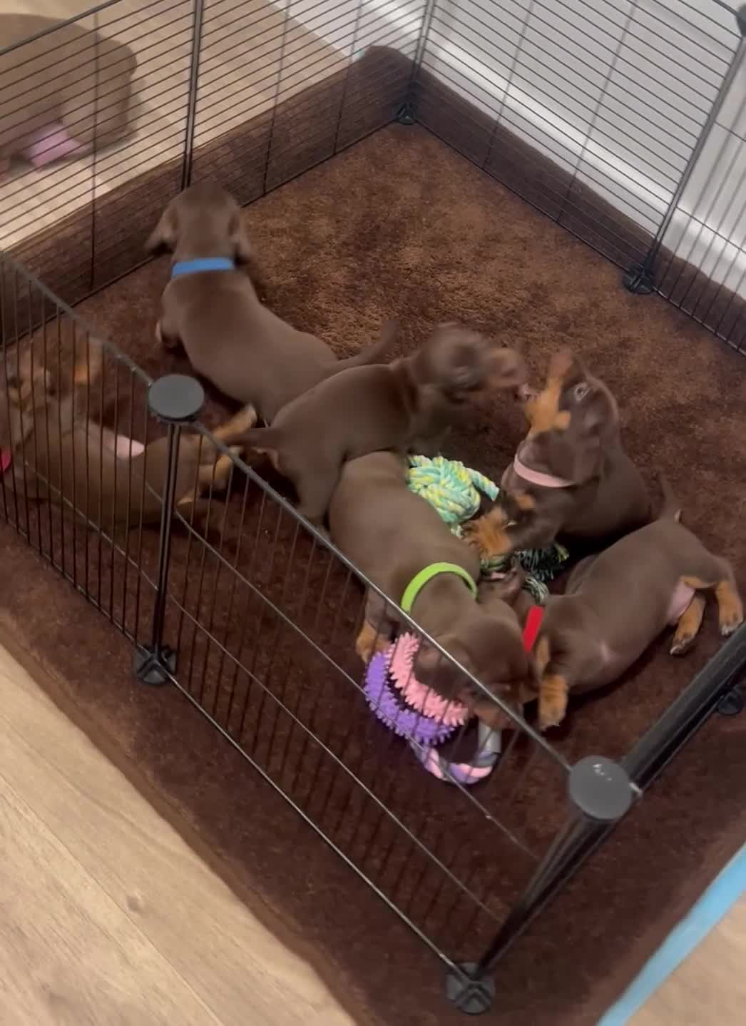 Miniature Dachshund dogs for sale: Ready now miniature dachshund puppies - Video 1