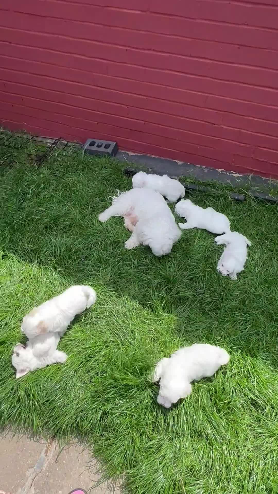Bichon Frise dogs for sale:     🐶 6 Adorable Puppies Looking for a Home - Video 1