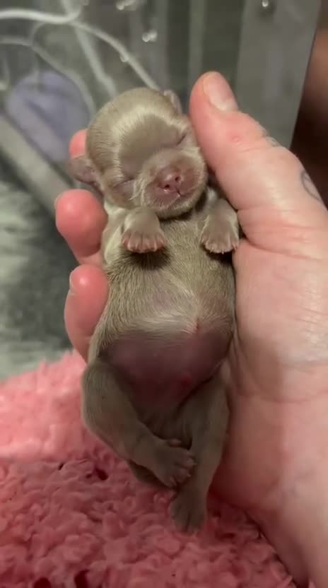 Shih Tzu dogs for sale: HEALTH TESTED KC Reg Female - Video 4