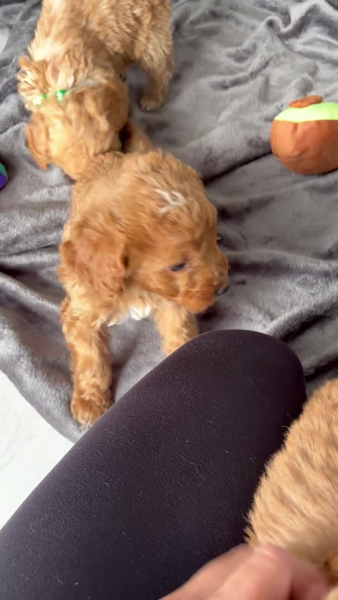 Cockapoo dogs for sale: 🐾BEAUTIFUL F1 COCKERPOOS REGISTERED BREEDER 🐾 - Video 1