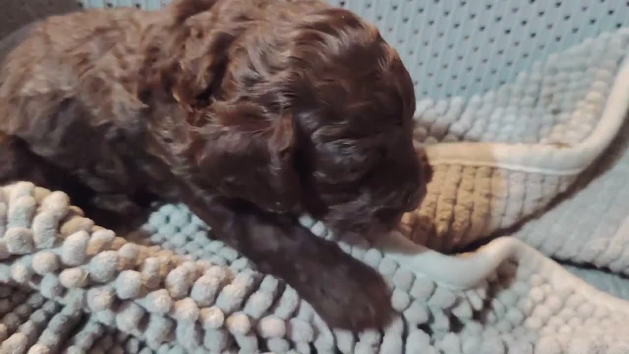 Cockapoo dogs for sale: Cookapoos - Video 2