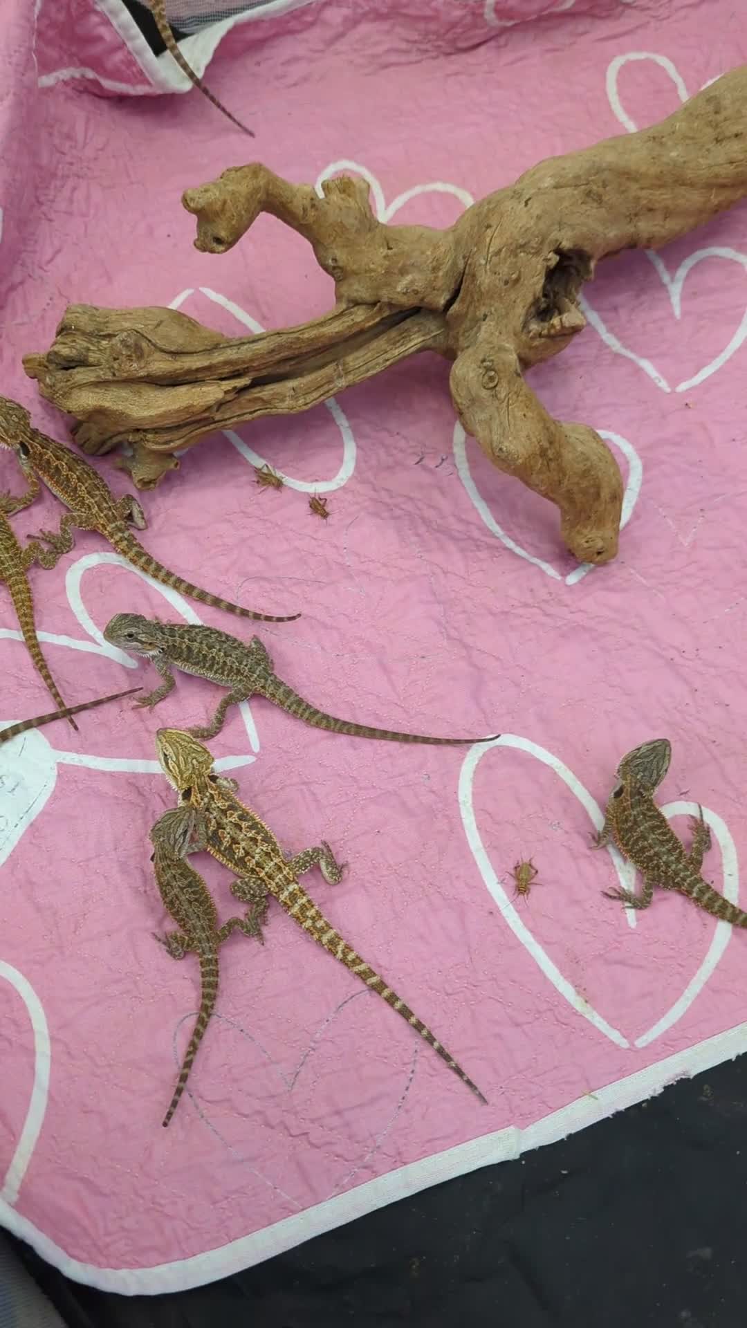 Bearded Dragon reptiles for sale: Baby bearded dragons Very friendly. German Giant X - Video 1