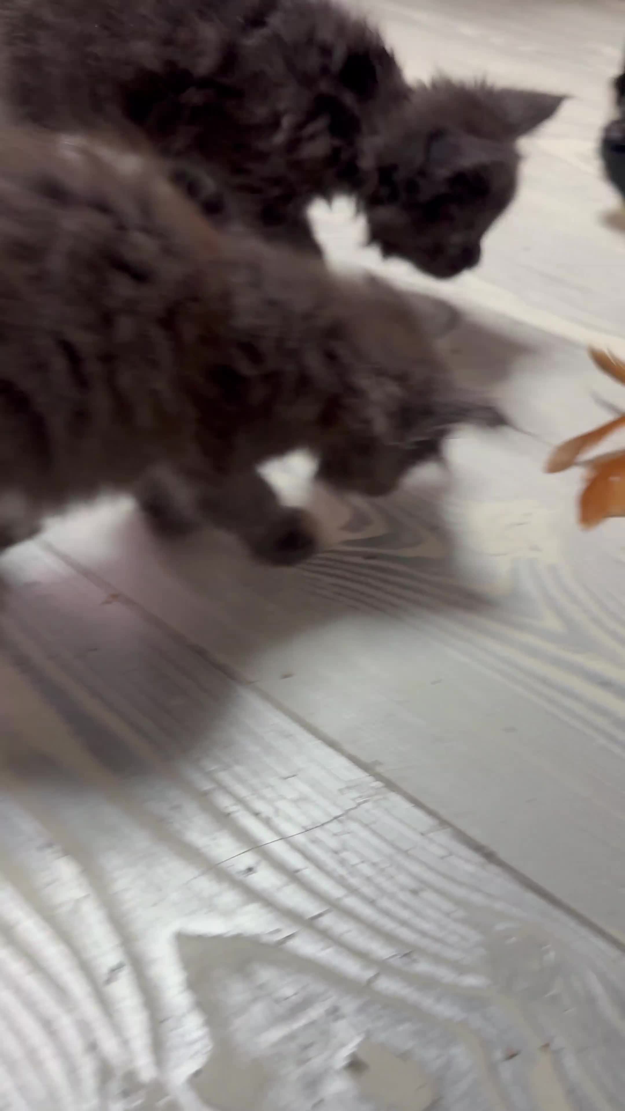 Maine Coon cats for sale: TICA Maine Coon Russian - Video 2