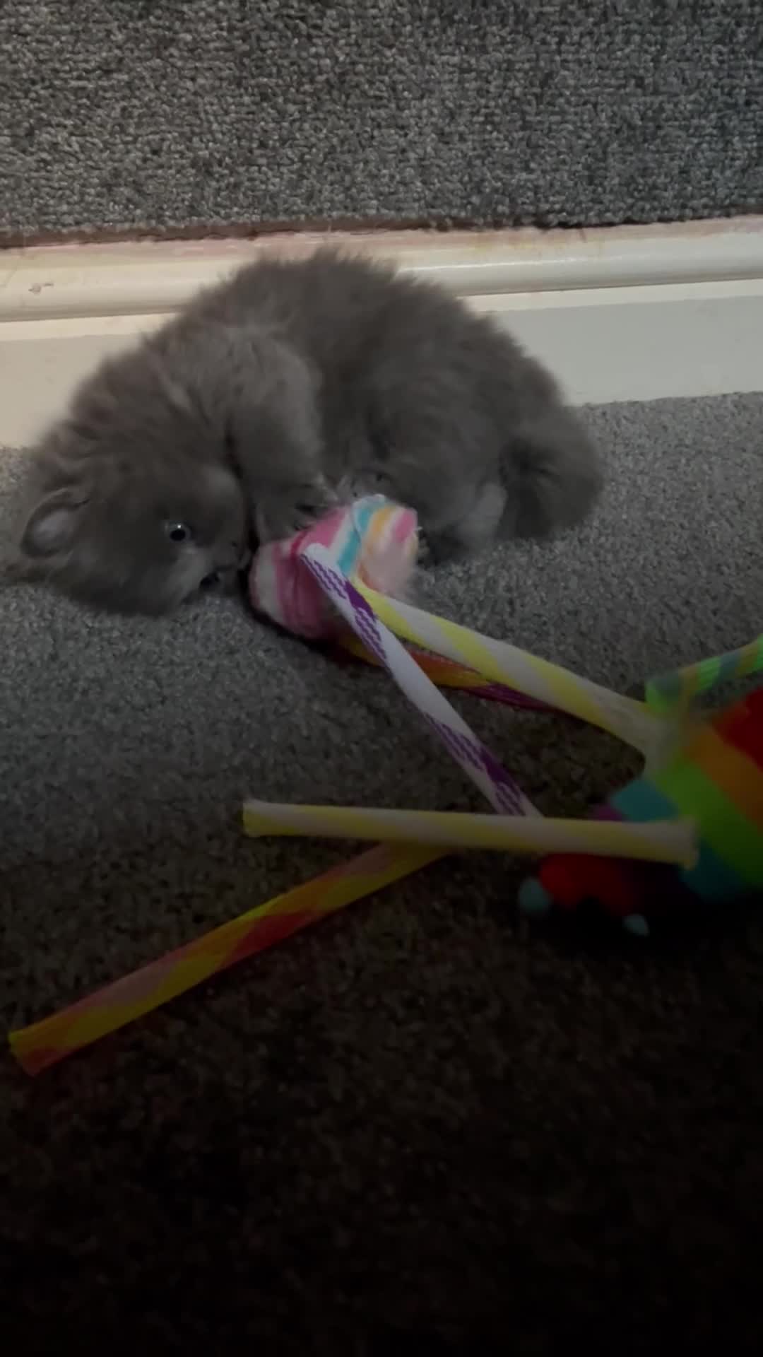 American Wirehair cats for sale: American wirehair/Long hair kittens for sale  - Video 5