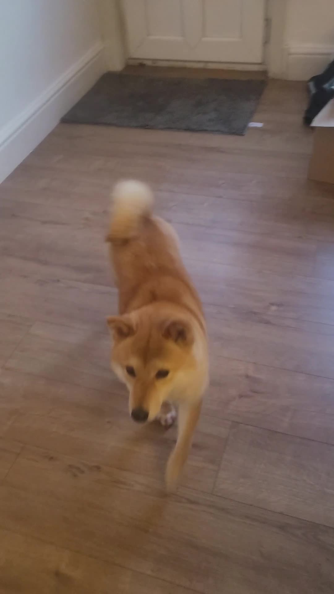 Japanese Shiba Inu dogs for sale: I'm looking for a friendly home  - Video 1