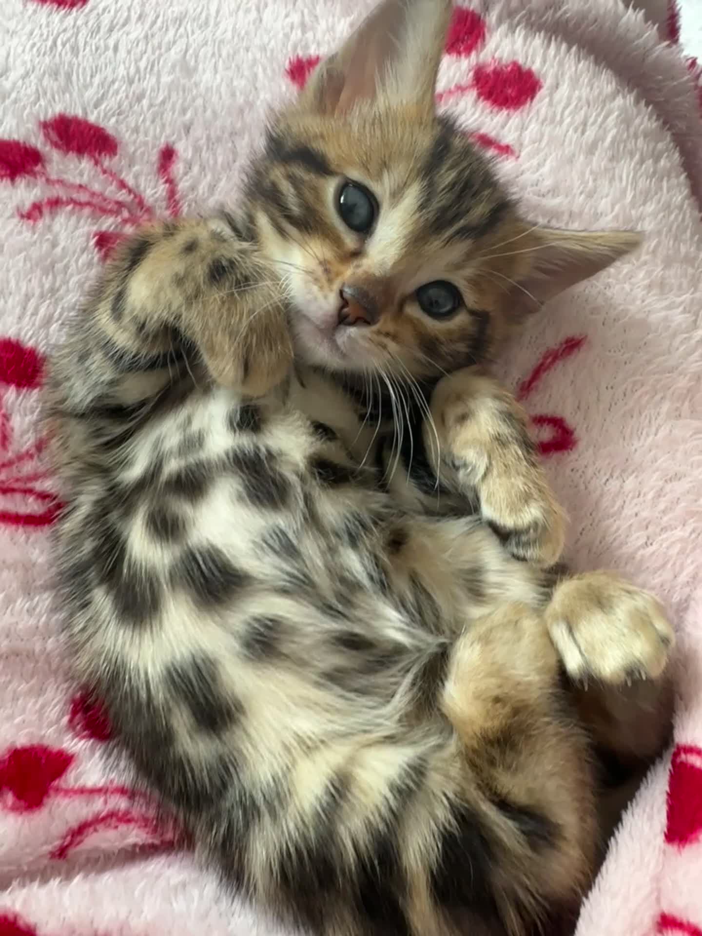 Bengal cats for sale: baby bengal male - Video 2