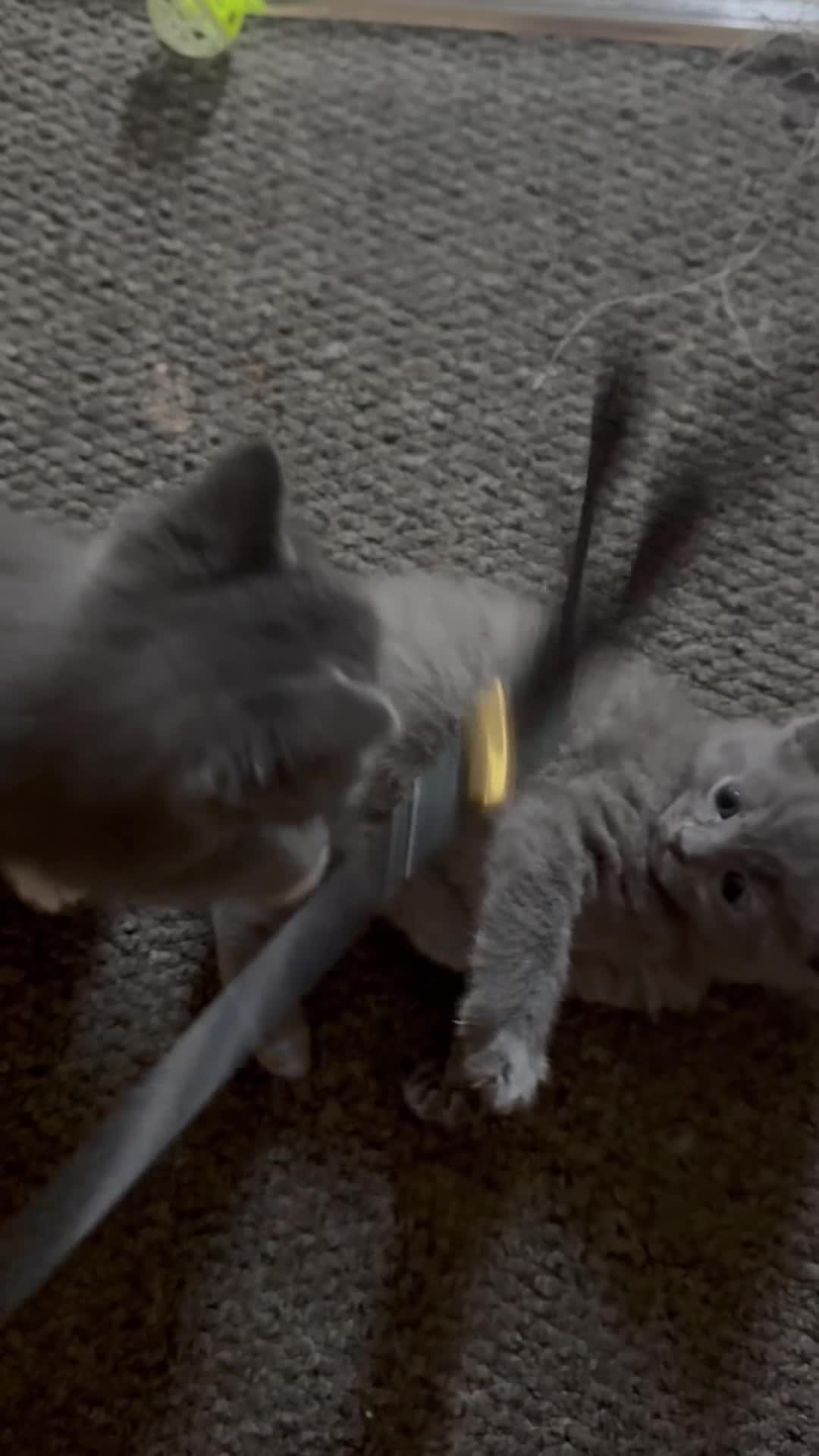 Ragdoll cats for sale: Ragdoll cross British blue kittens  - Video 3